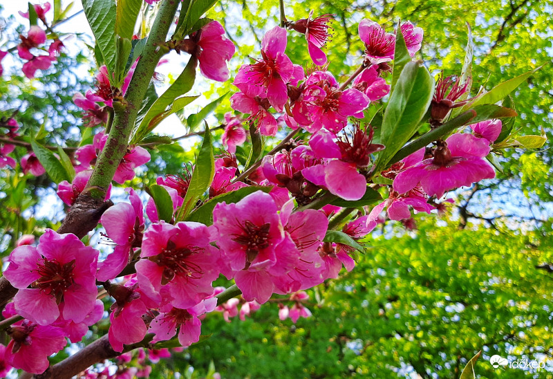 Pink színben pompázó fa :) (A nevét sajnos nem tudom!) 