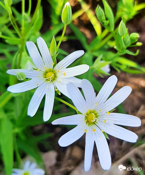 Olocsáncsillaghúr :)