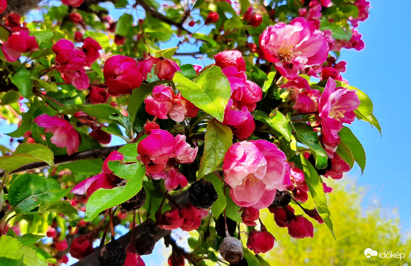 Egy másik rózsaszín szépség, aminek szintén nem tudom a nevét... :)