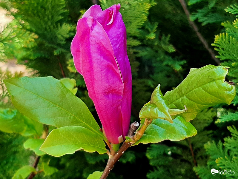 Újra virágzik a kínai liliomfa 1. :)