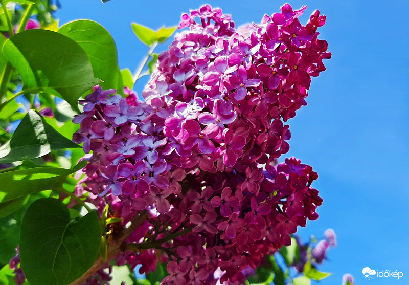 Illatos orgona a kék ég alatt :)