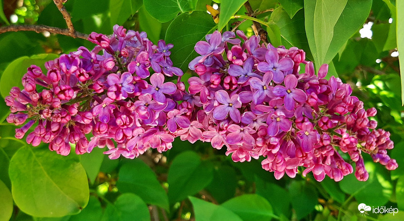 Két "fürt" orgona :)