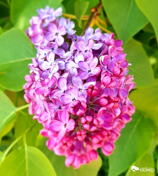 Orgona szikrázó napsütésben :)