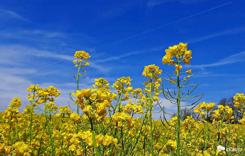 Repcevirágok a kék ég alatt 1. :)