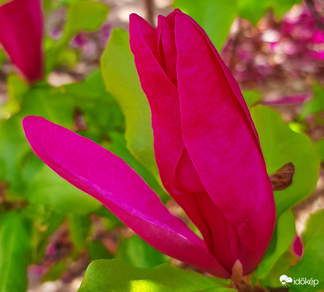 Újra virágzik a kínai liliomfa 2. :)