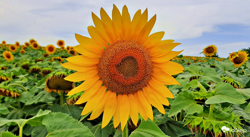 Főszerepben a napraforgók (Van, aki még peckesen áll, van, aki már meghajolt!) :) 