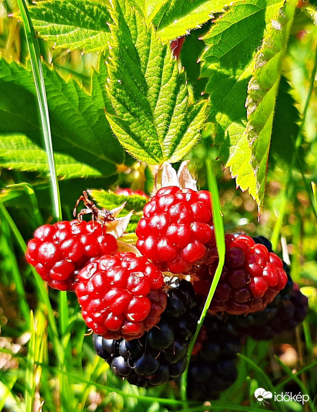Félig piros, félig már fekete... :)