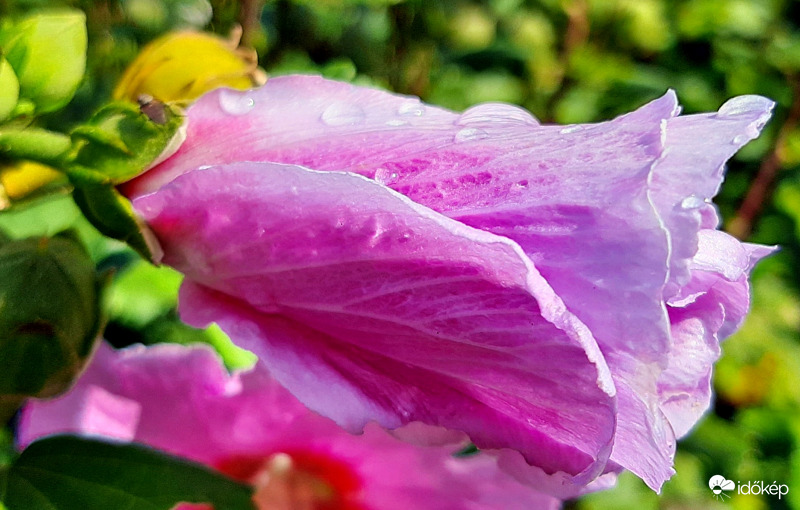 Eső után felfrissülve 2.