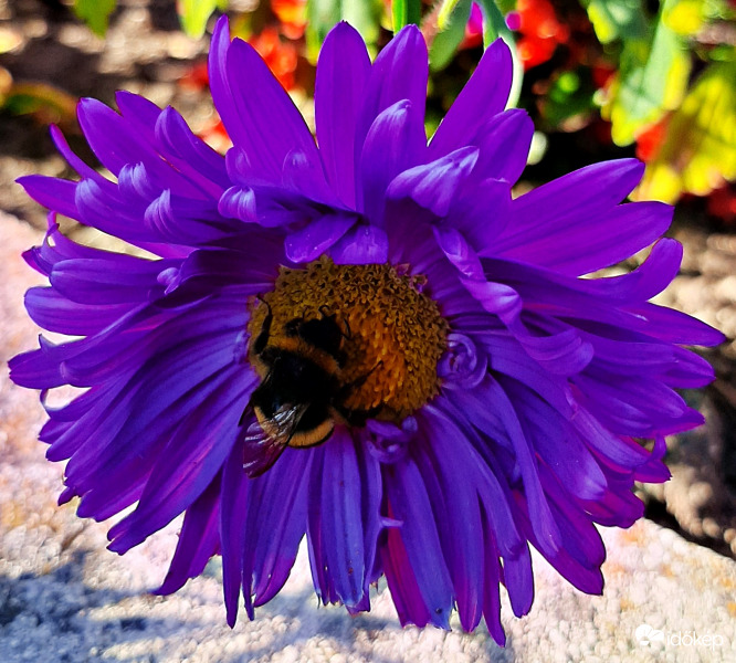 Egy szorgoskodó... :)