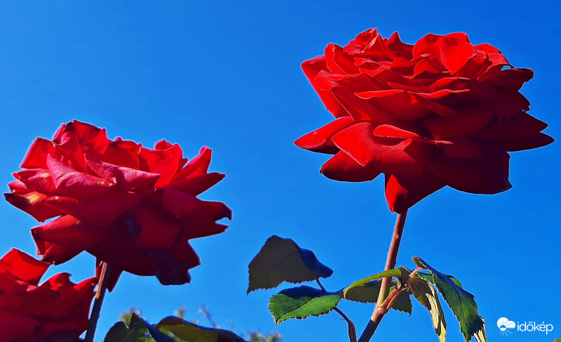 Tűzpiros rózsa szép őszi időben :)