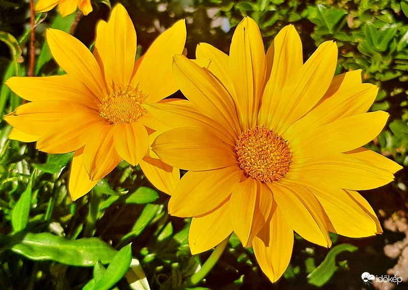 Pompás záporvirág (ha jól azonosítottam be...) :)