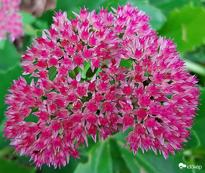 Pompás varjúháj :)