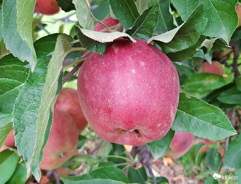 Az édenkert almája... :)