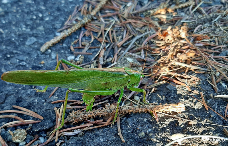Sétám közben modellt állt... :)
