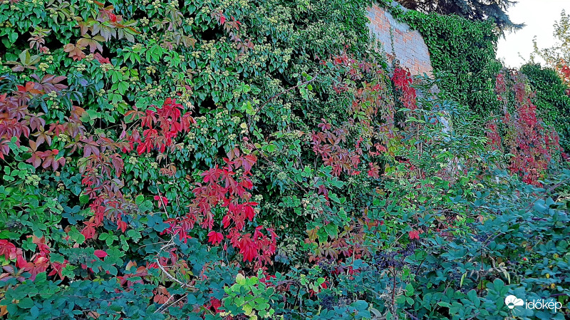 Borostyán és vadszőlő találkozása egy kőfalon... :)