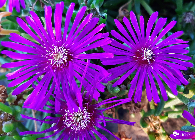 Csillagos Dorottyavirág :)