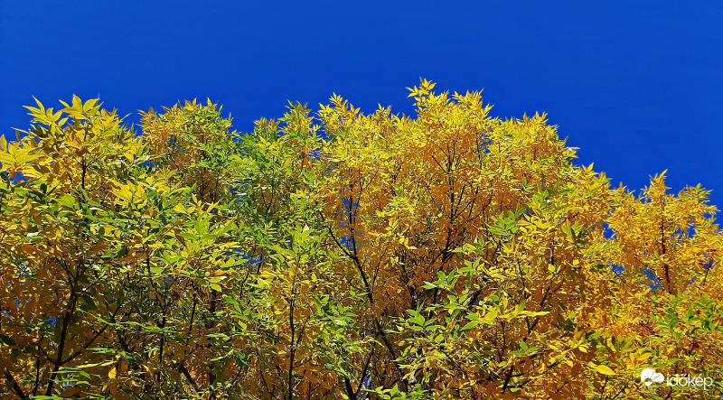 Sárga és égszínkék találkozása 1. :)