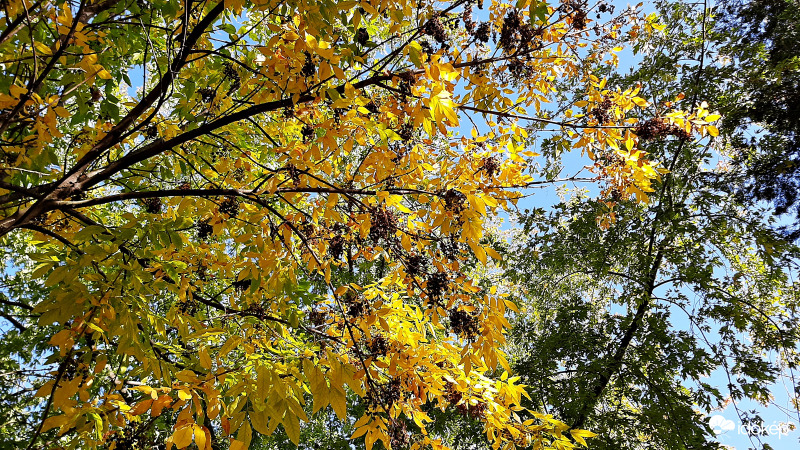 Sárguló fák alatt 1. :)