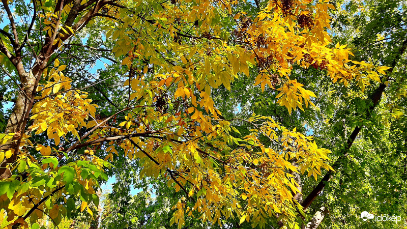 Sárguló fák alatt 2. :)