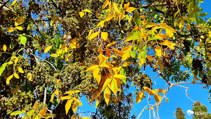 Sárga és égszínkék találkozása 2. :)