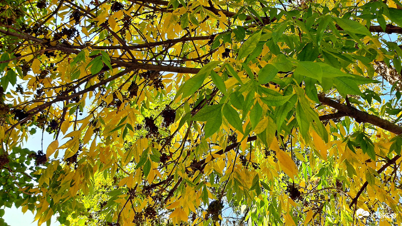 Sárguló fák alatt 3. :)