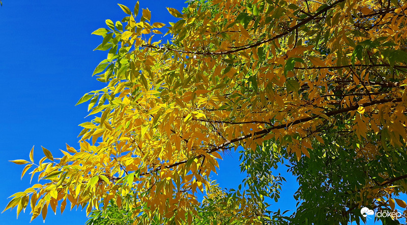 Sárga és égszínkék találkozása 3. :)