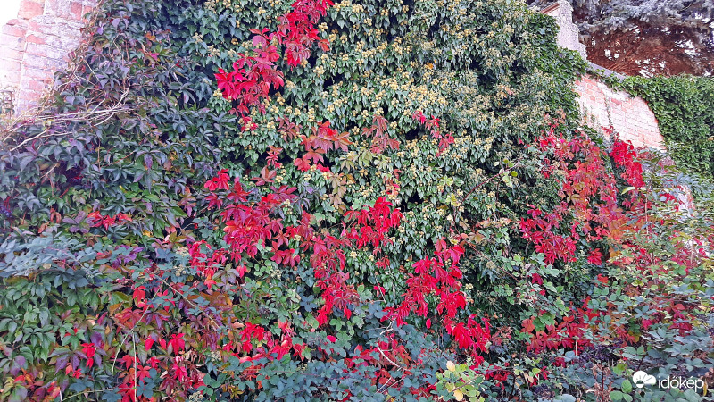 Vadszőlő és borostyán egymásba gabalyodva... :)