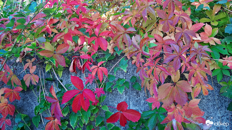 Vadszőlő őszi színekben :)