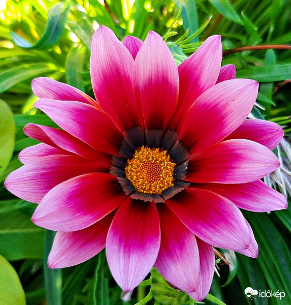 Rózsaszín záporvirág :)