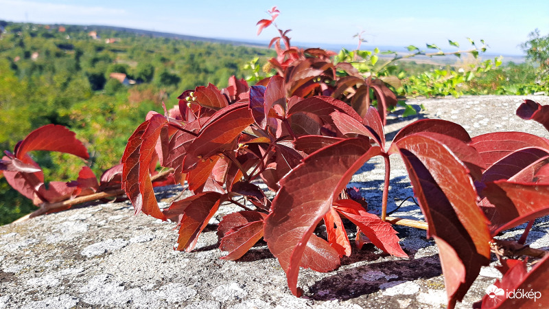 Vadszőlős kilátás... :)