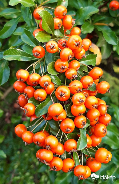 Az ősz egyik megunhatatlan szépsége - Tűztövis :)