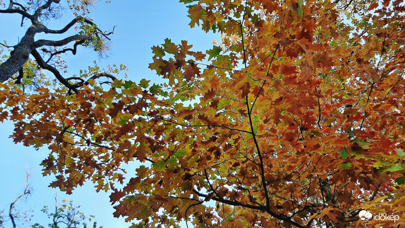 Őszülő tölgyfák alatt 3. :)