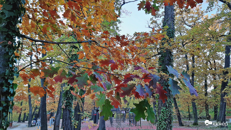 Őszülő tölgyesben... :)