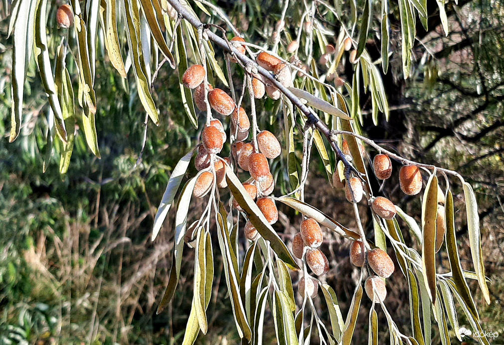 Ezüstfa vagy olajfűz termése :)
