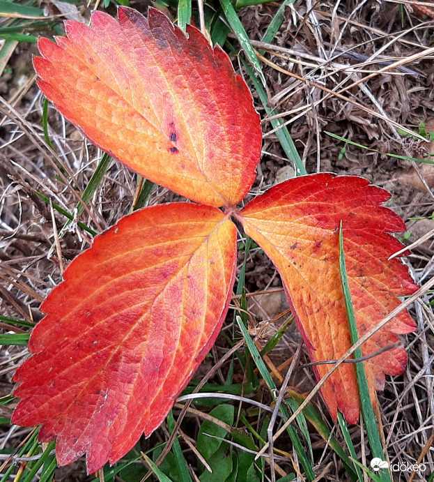 Pirosló termés nélkül, mégis pirosan... :)