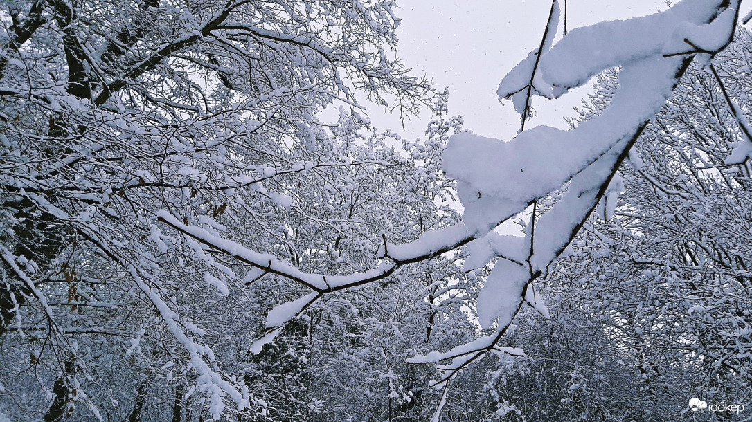 Havas fák a Rák-patak mellett 1. :)