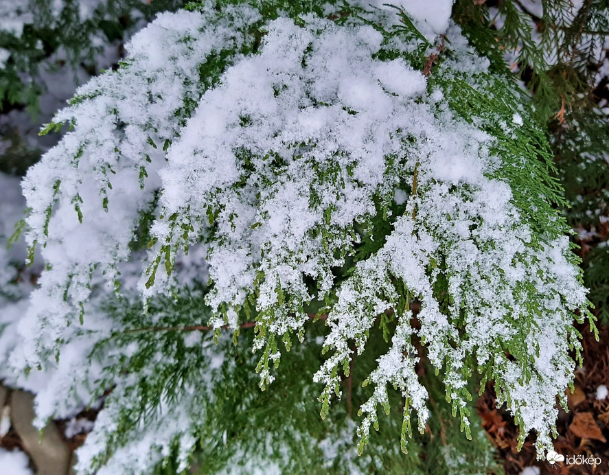 Tuja fehérrel megszórva :)