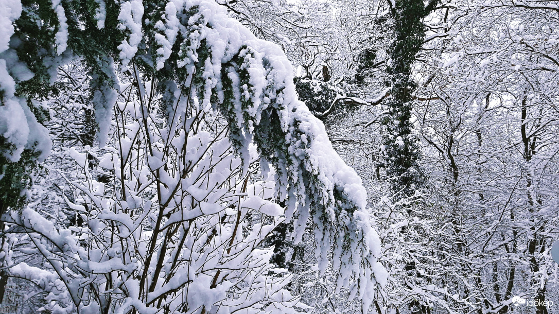 Téli mesevilág a soproni erdőben 1. :)