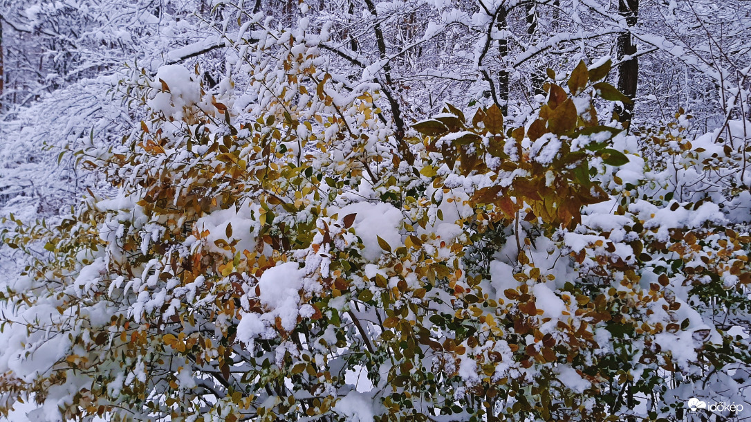 Tél és az őszi színek találkozása :)