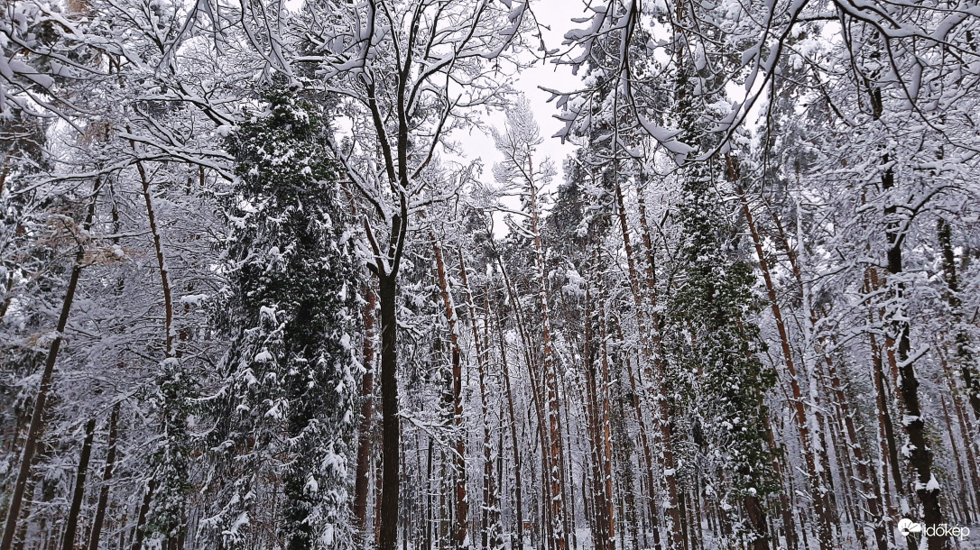 Téli mesevilág a soproni erdőben 4. :)