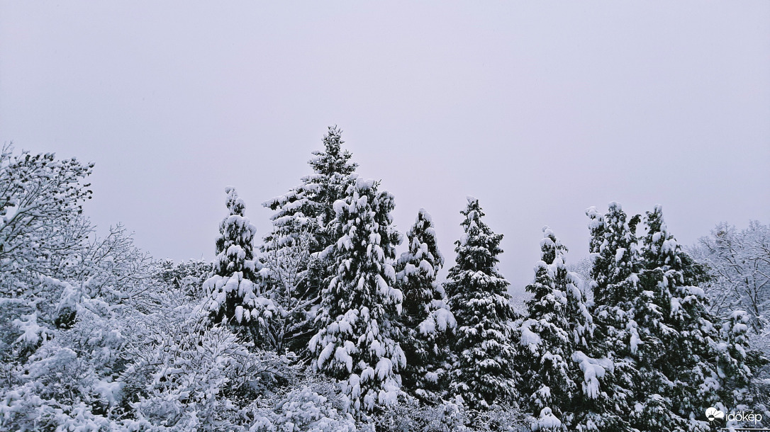 Havas fenyves a soproni erdőben :)