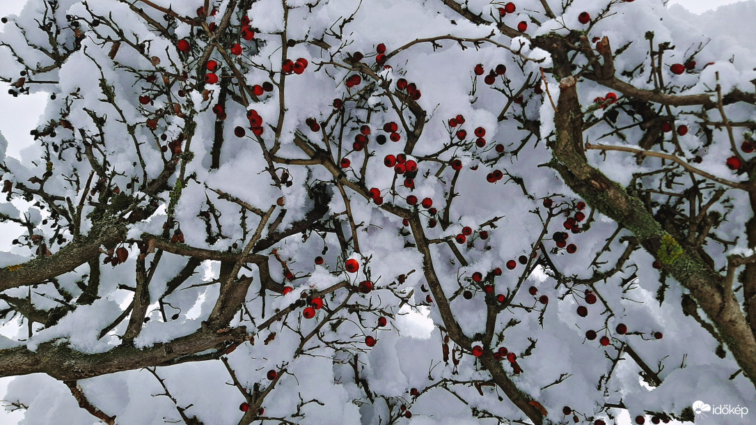 Madárbirs hóval beborítva :)