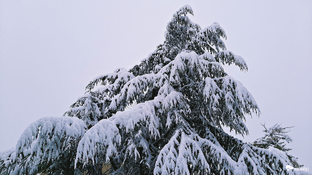 Hatalmas fenyő téli ruhában :)