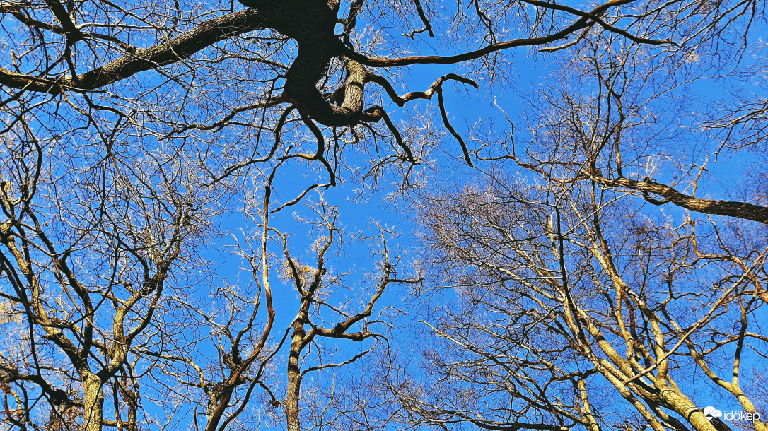 Kék eges - kopasz fás :)
