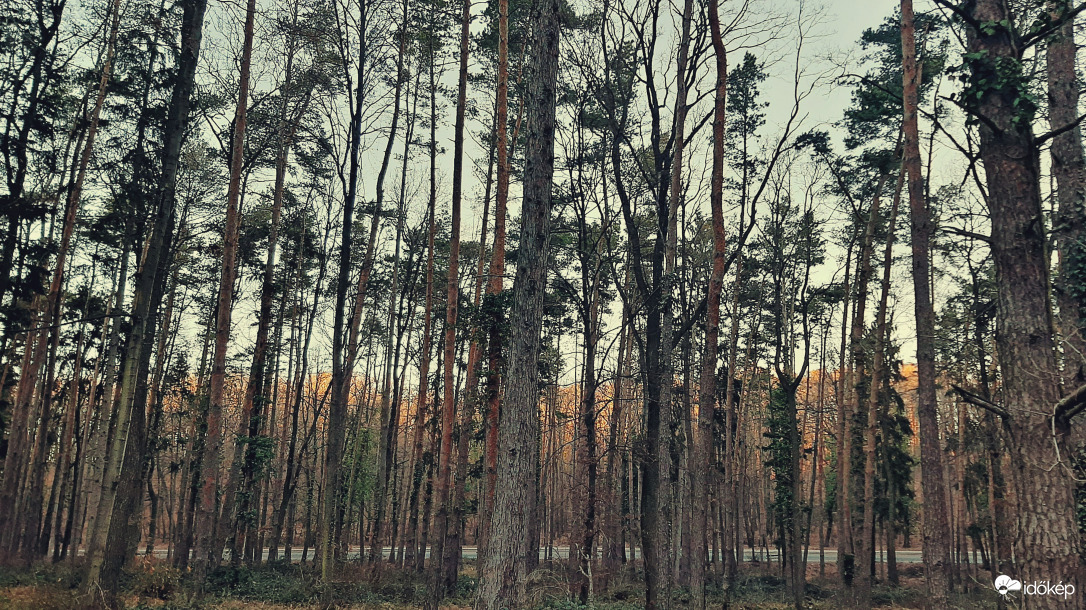 Erdő mélyén, lemenő napfényben... :)