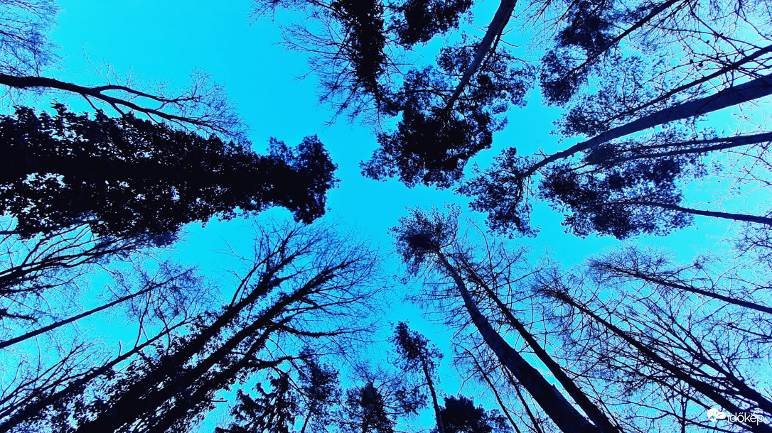 "Varázserdő" kékben 1. :)