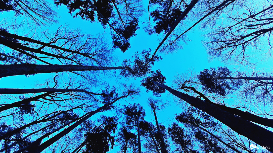 "Varázserdő" kékben 2. :)