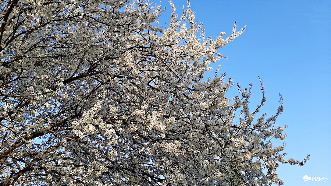 Virágba borult fa 2. :)