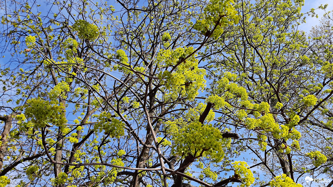Juhar kibontakozóban... :)