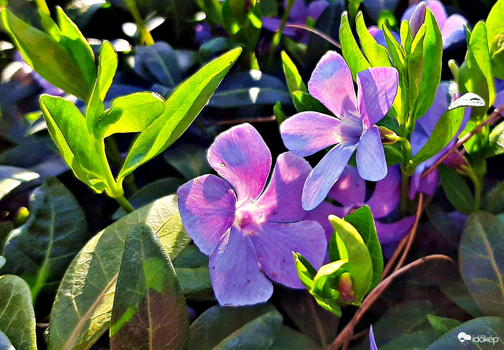 Kis meténg délutáni napfényben :)